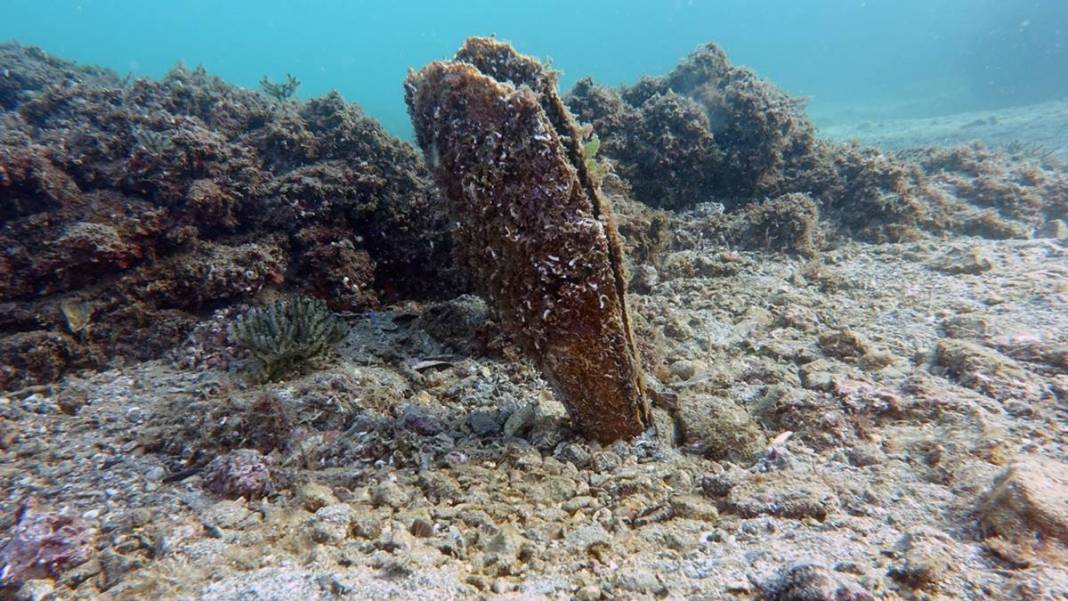 Marmara Denizi'nin son umuduydu: Cesetleri karaya vurdu! Uzmanlar endişeli, ekosistem tehlikede 13
